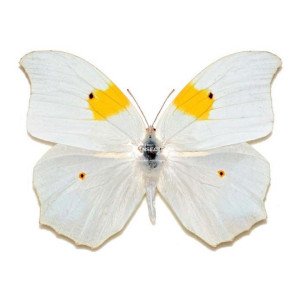 white angled-sulphur butterfly